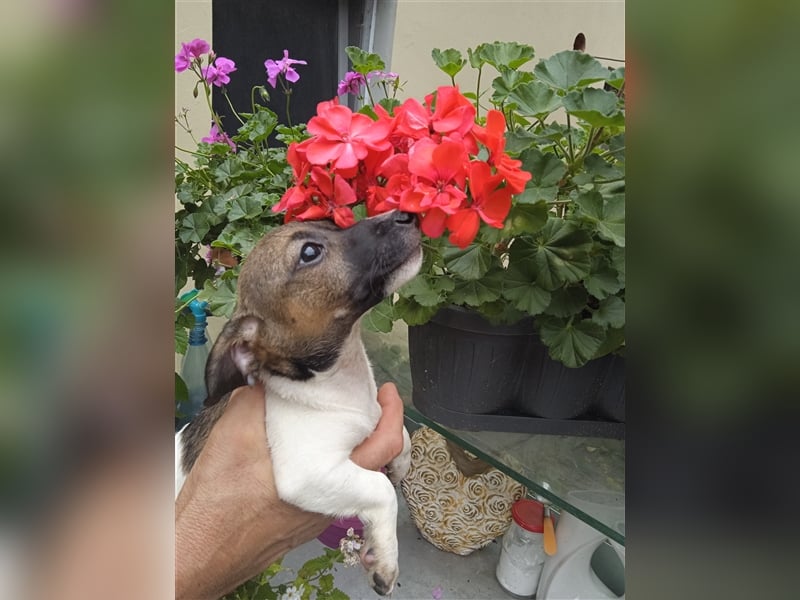 Jack Russell Terrier welpen mit CHIP/Eu-Pass AB SOFORT nur 1 Hündinn