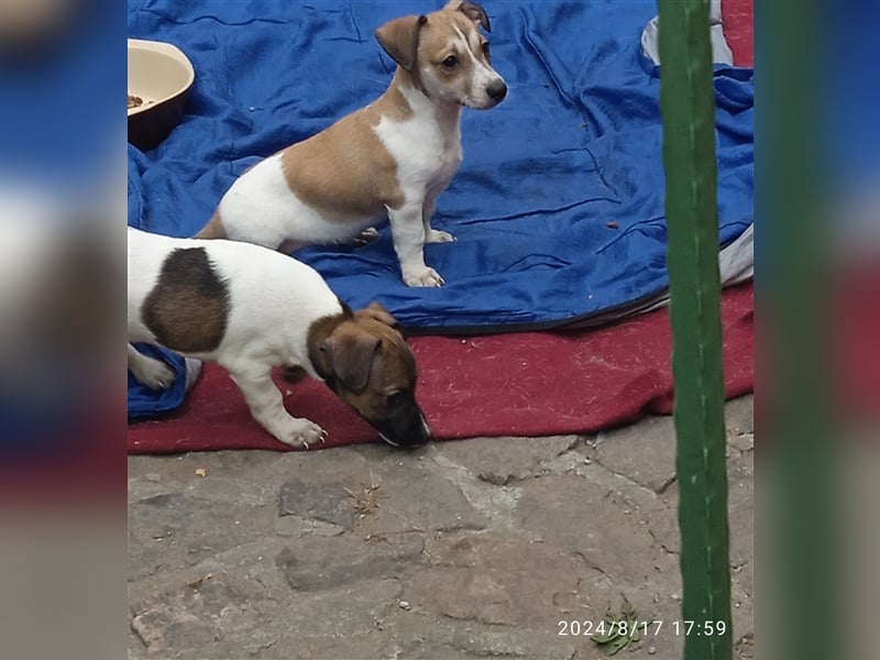 Jack Russell Terrier welpen mit CHIP/Eu-Pass AB SOFORT nur 1 Hündinn