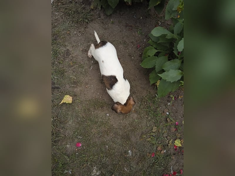 Jack Russell Terrier welpen mit CHIP/Eu-Pass AB SOFORT nur 1 Hündinn