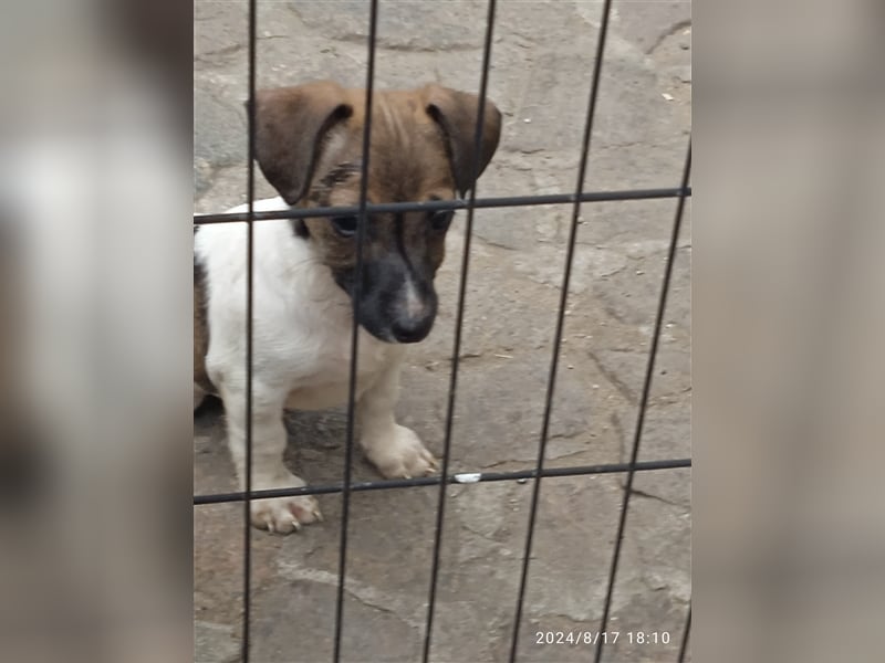 Jack Russell Terrier welpen mit CHIP/Eu-Pass AB SOFORT nur 1 Hündinn