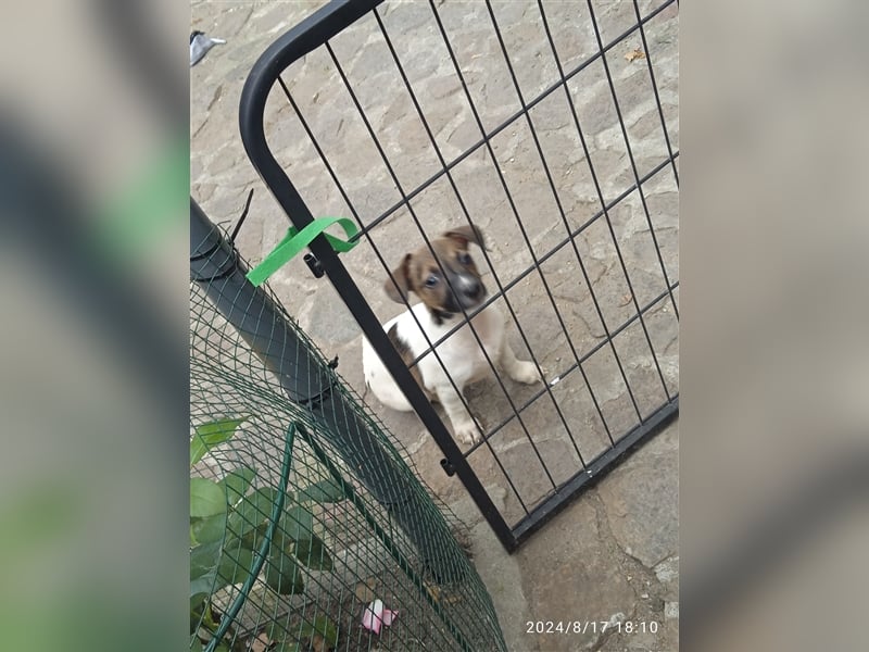 Jack Russell Terrier welpen mit CHIP/Eu-Pass AB SOFORT nur 1 Hündinn