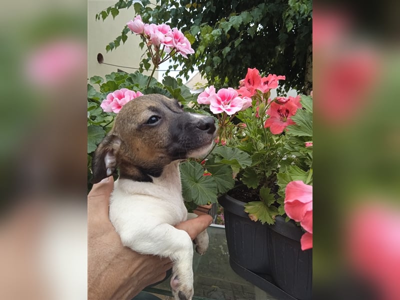 Jack Russell Terrier welpen mit CHIP/Eu-Pass AB SOFORT nur 1 Hündinn