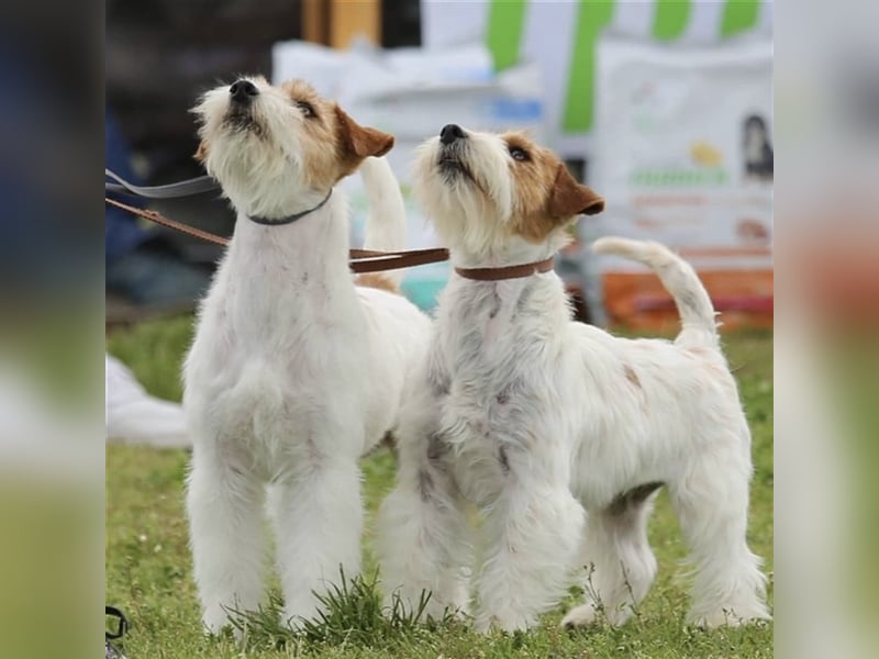 Weiblicher Jack Russell Terrier zu verkaufen