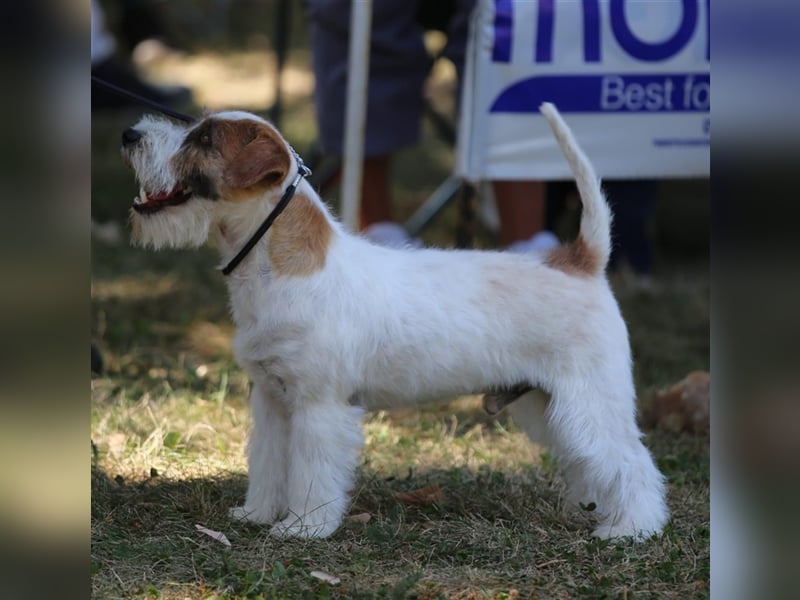 Weiblicher Jack Russell Terrier zu verkaufen