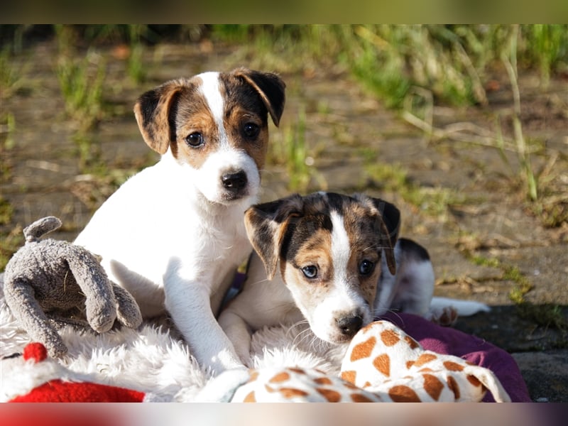 Jack russell blue merle best sale