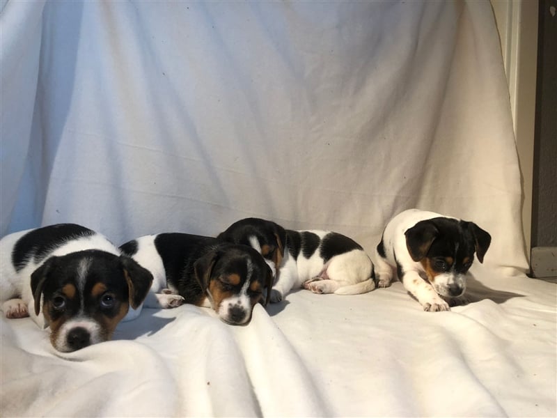 Welpen Jack Russel Verschenken Jack Russel Kurzhaar Welpen Parson