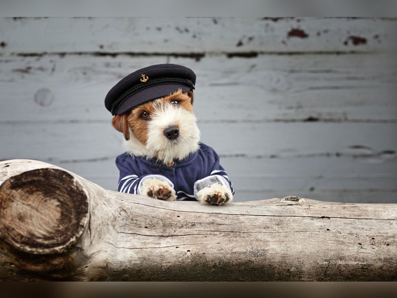 Jack Russell Terrier, Spitzenverpaarung aus erstklassiger VDH Zucht