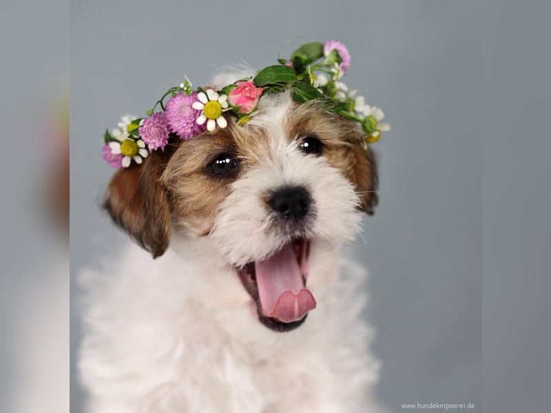 Jack Russell Terrier, Spitzenverpaarung aus erstklassiger VDH Zucht