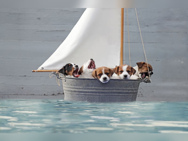 Jack Russell Terrier, Spitzenverpaarung aus erstklassiger VDH Zucht