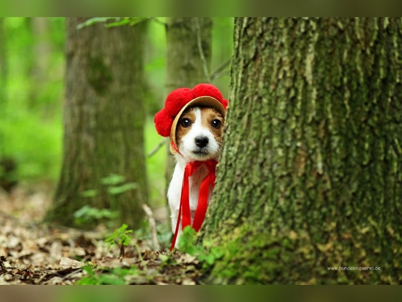Jack Russell Terrier, Spitzenverpaarung aus erstklassiger VDH Zucht