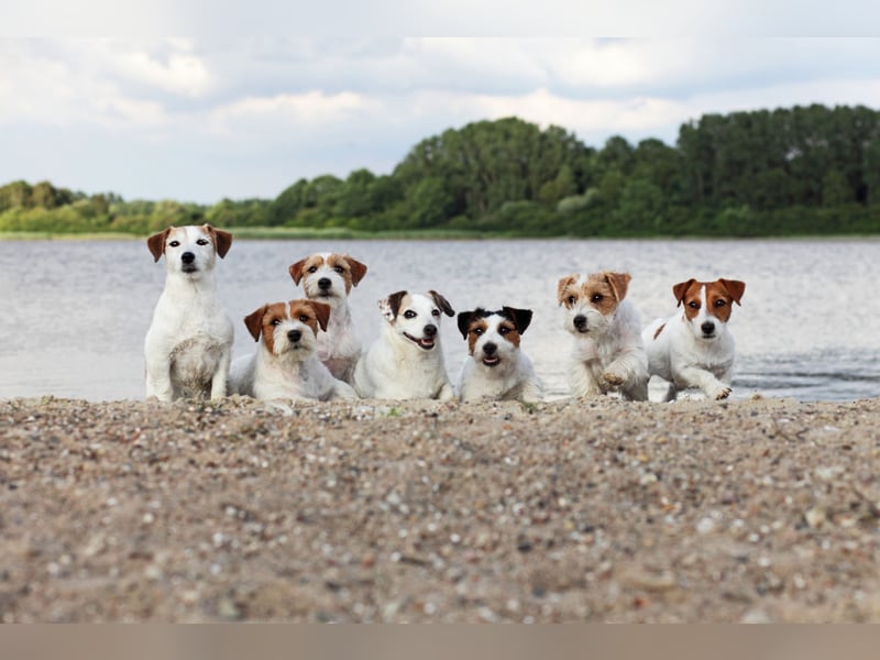 Jack Russell Terrier, Spitzenverpaarung aus erstklassiger VDH Zucht