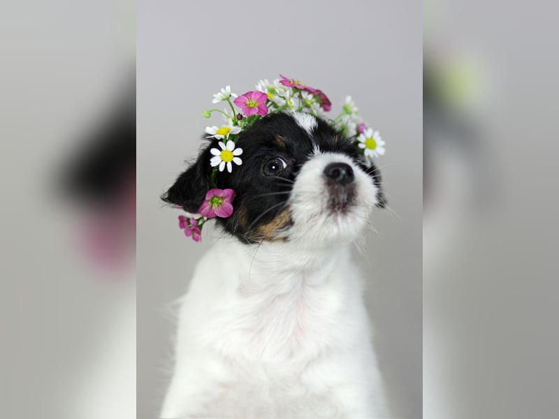 Jack Russell Terrier, Spitzenverpaarung aus erstklassiger VDH Zucht