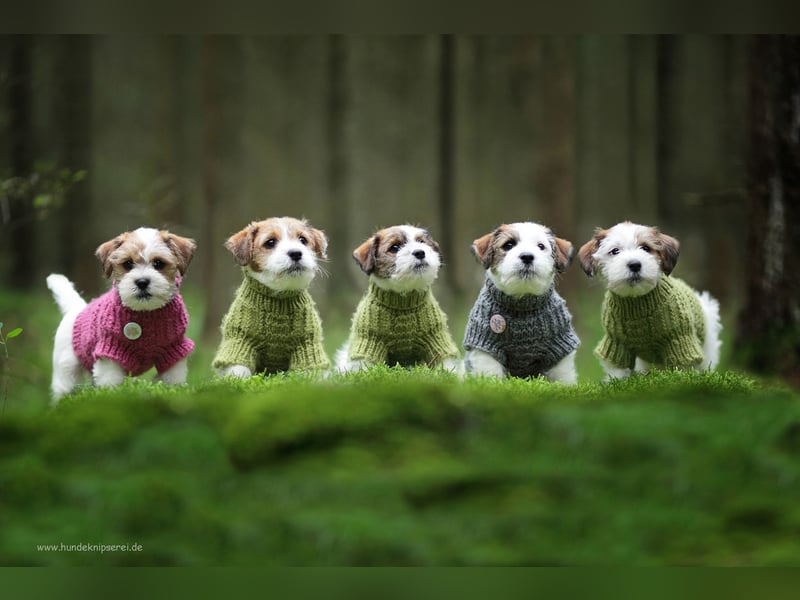 Jack Russell Terrier, Spitzenverpaarung aus erstklassiger VDH Zucht
