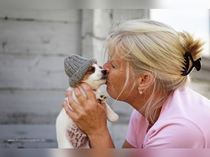 Jack Russell Terrier, Spitzenverpaarung aus erstklassiger VDH Zucht