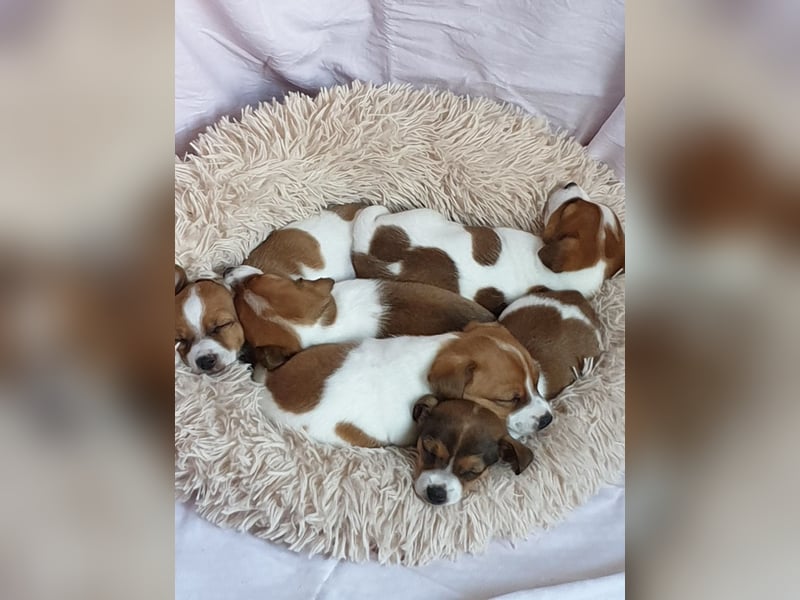 Jack Russell Welpen zu verkaufen