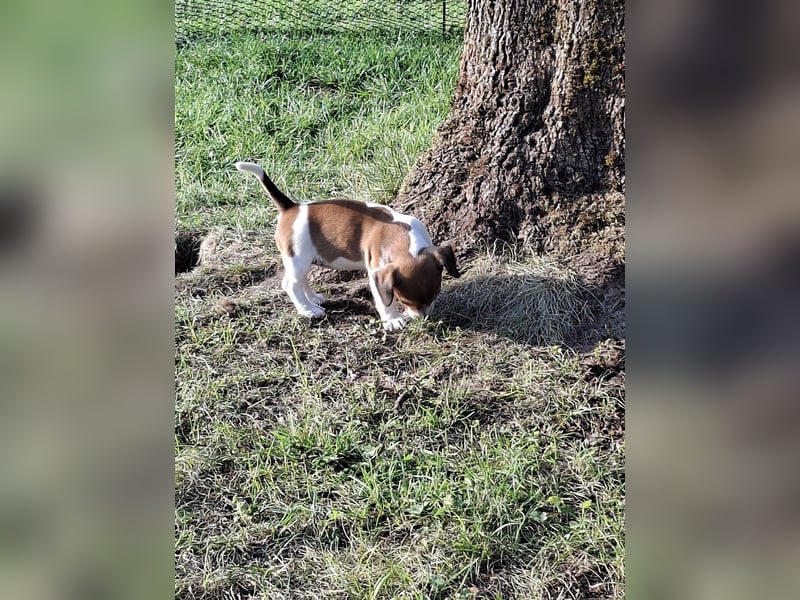 Jack Russell Welpe zu verkaufen