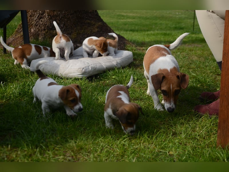 Jack Russell Welpen zu verkaufen