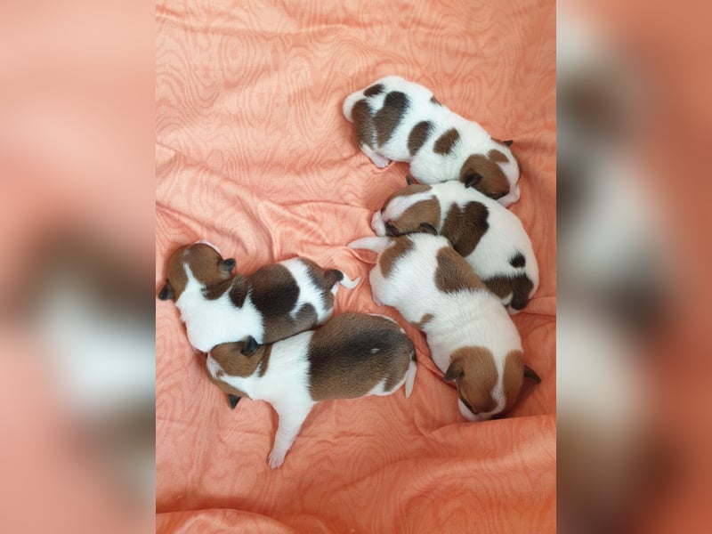 Jack Russell Welpen zu verkaufen