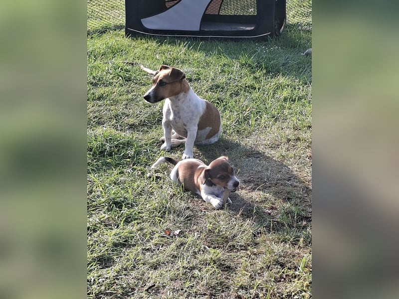 Jack Russell Welpe zu verkaufen
