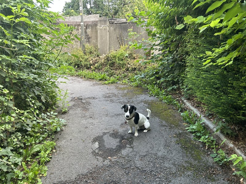 Jack Russell Terrier – Deckrüde verfügbar