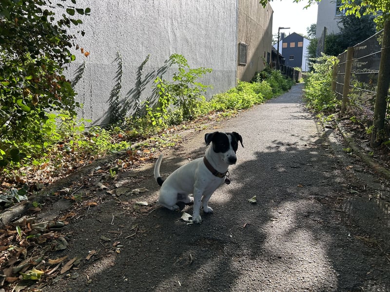 Jack Russell Terrier – Deckrüde verfügbar