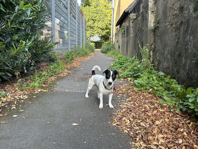 Jack Russell Terrier – Deckrüde verfügbar