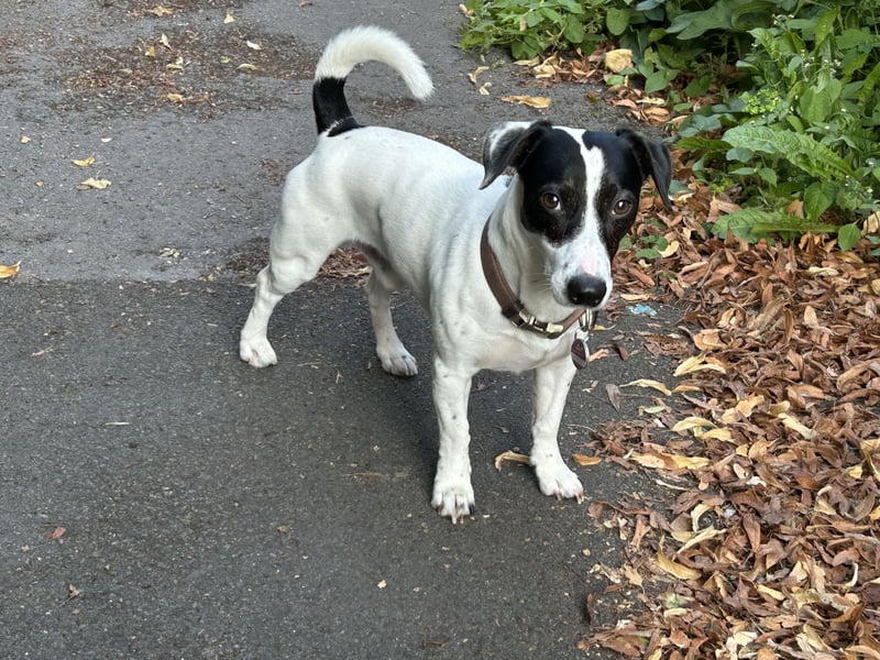 Jack Russell Terrier – Deckrüde verfügbar