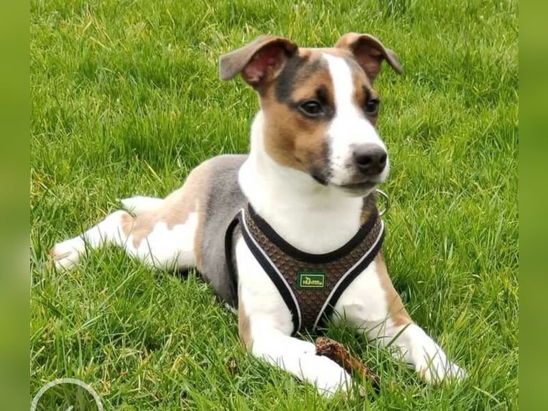 Jack Russel Terrier Welpen