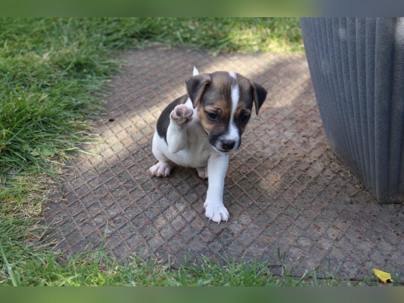 Jack Russel Terrier Welpen