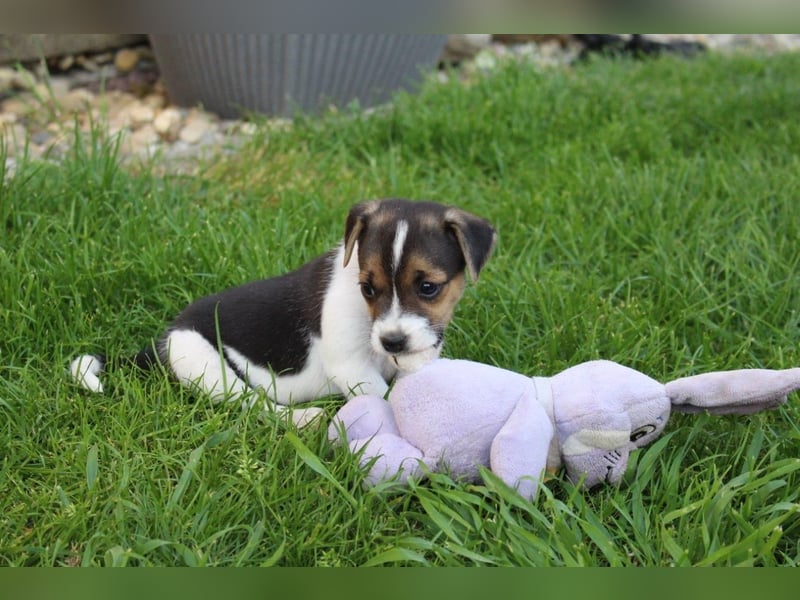 Jack Russel Terrier Welpen