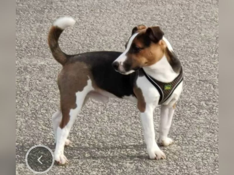 Jack Russel Terrier Welpen