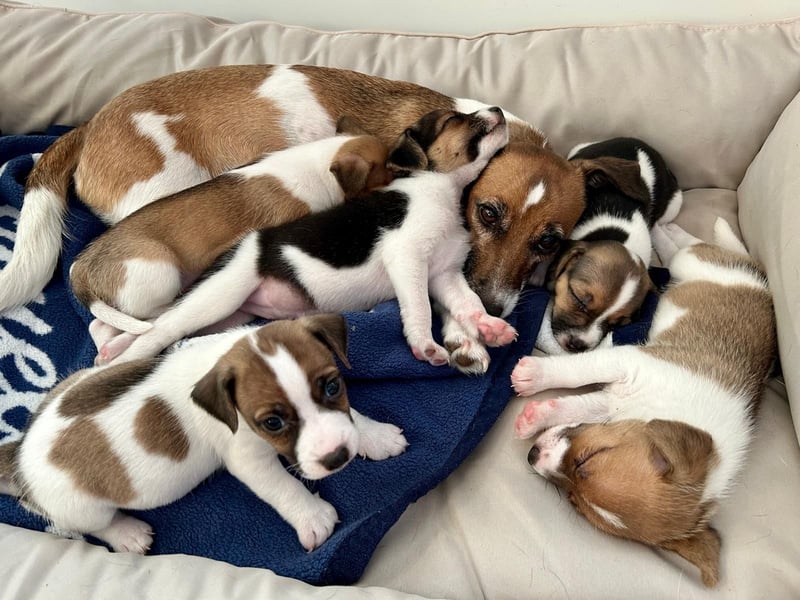Jack Russel Terrier Welpen