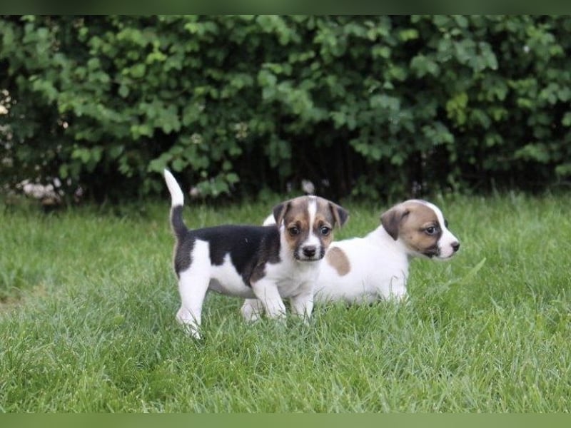 Jack Russel Terrier Welpen