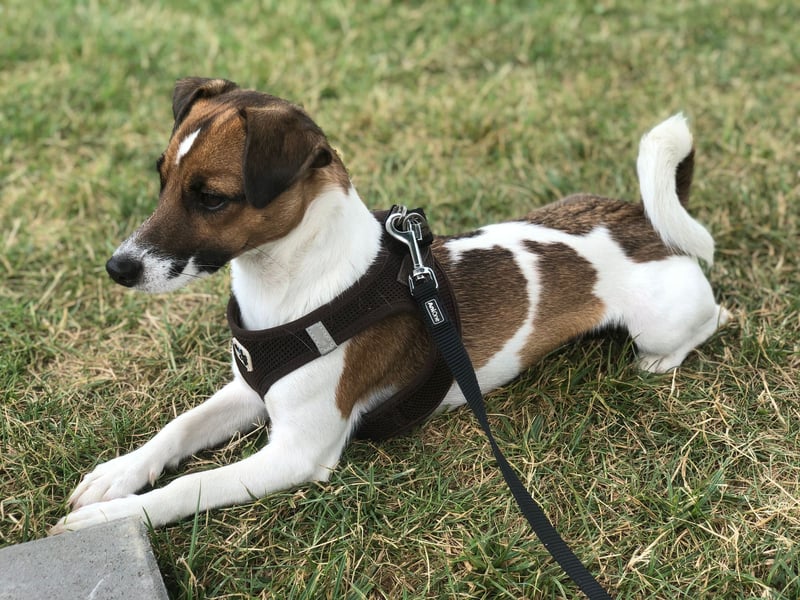 Jack Russel Terrier Welpen