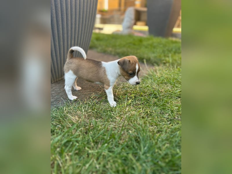 Jack Russel Terrier Welpen