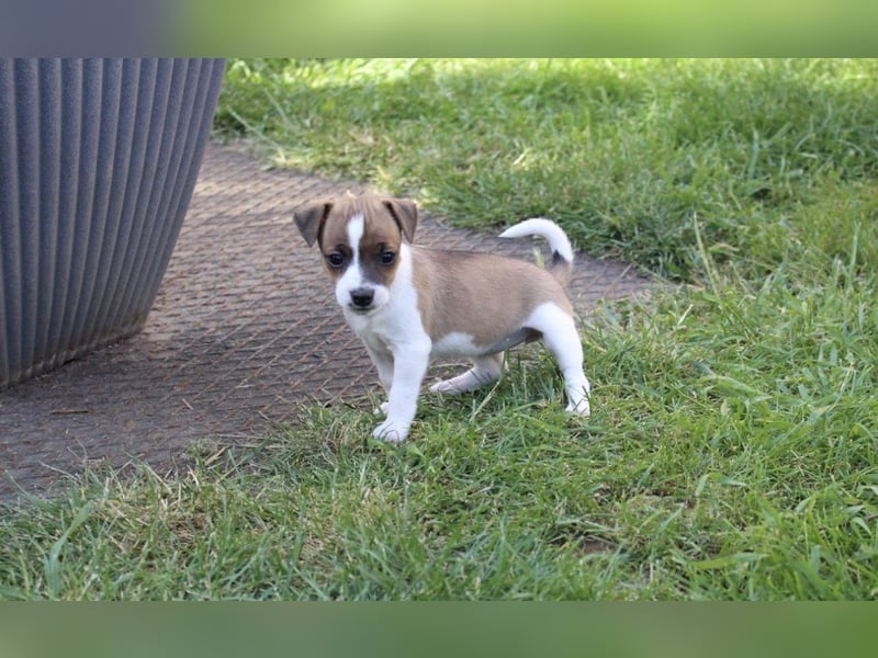 Jack Russel Terrier Welpen