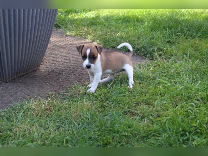 Jack Russel Terrier Welpen