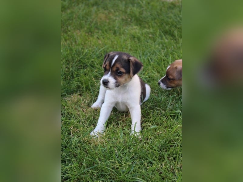 Jack Russel Terrier Welpen