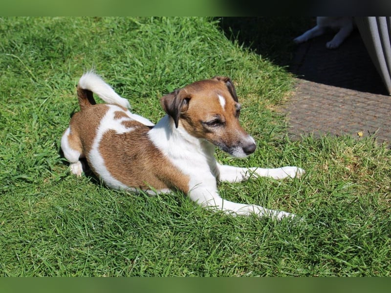 Jack Russel Terrier Welpen
