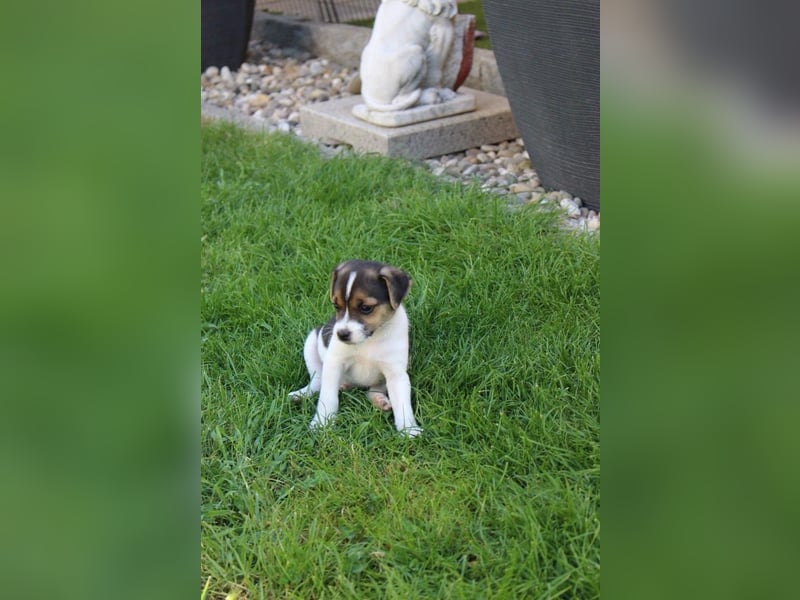 Jack Russel Terrier Welpen