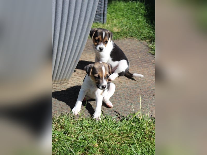 Jack Russel Terrier Welpen