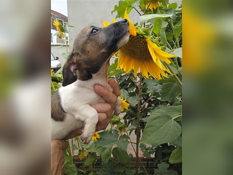 Jack Russell Terrier HÜNDIN mit CHIP/Eu-Pass AB SOFORT