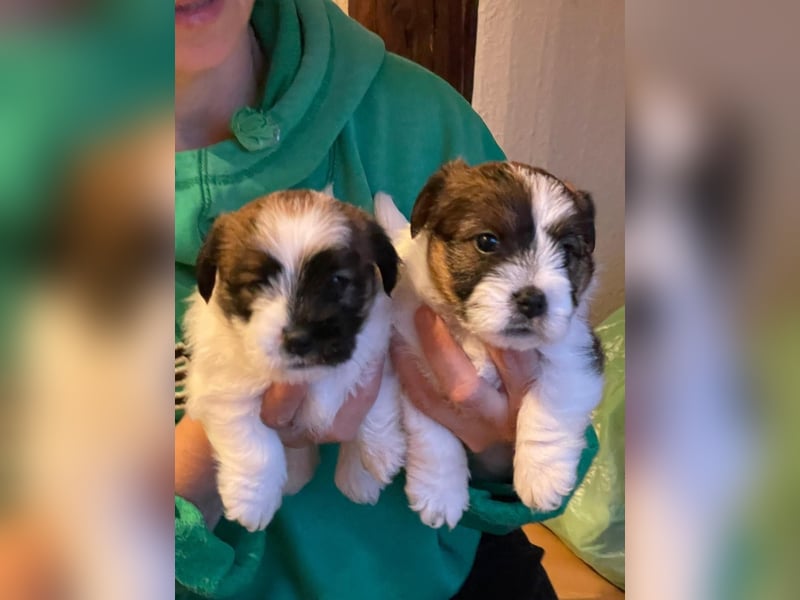 Jack Russel Terrier welpen