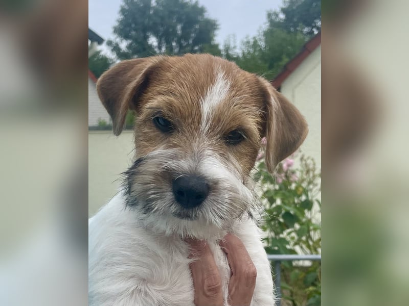 Jack Russel Terrier welpen