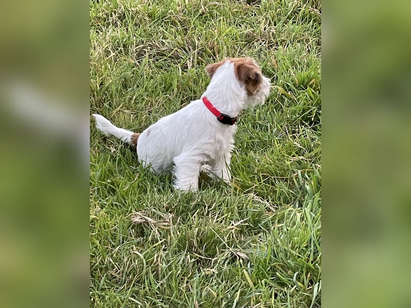 Jack Russel Terrier welpen