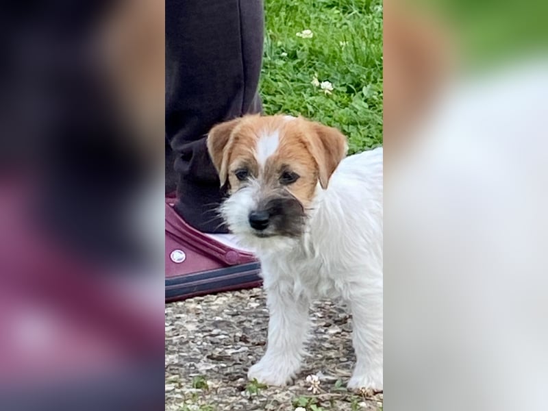 Jack Russel Terrier welpen