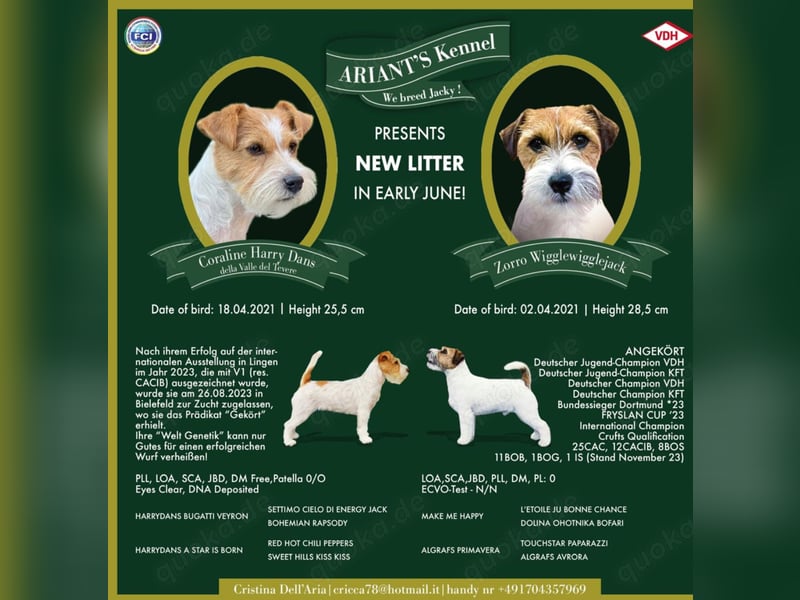 Jack Russel Terrier welpen