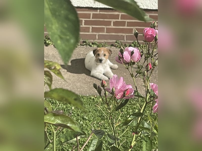 Jack Russel Terrier welpen