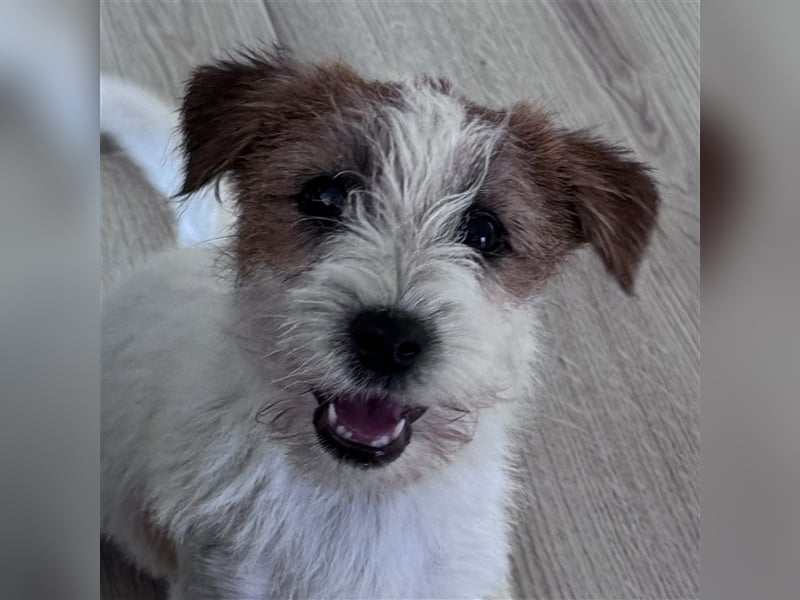 Weiblicher Jack Russell Terrier zu verkaufen