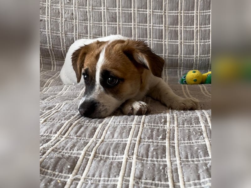 Izzy sucht ihre Familie!